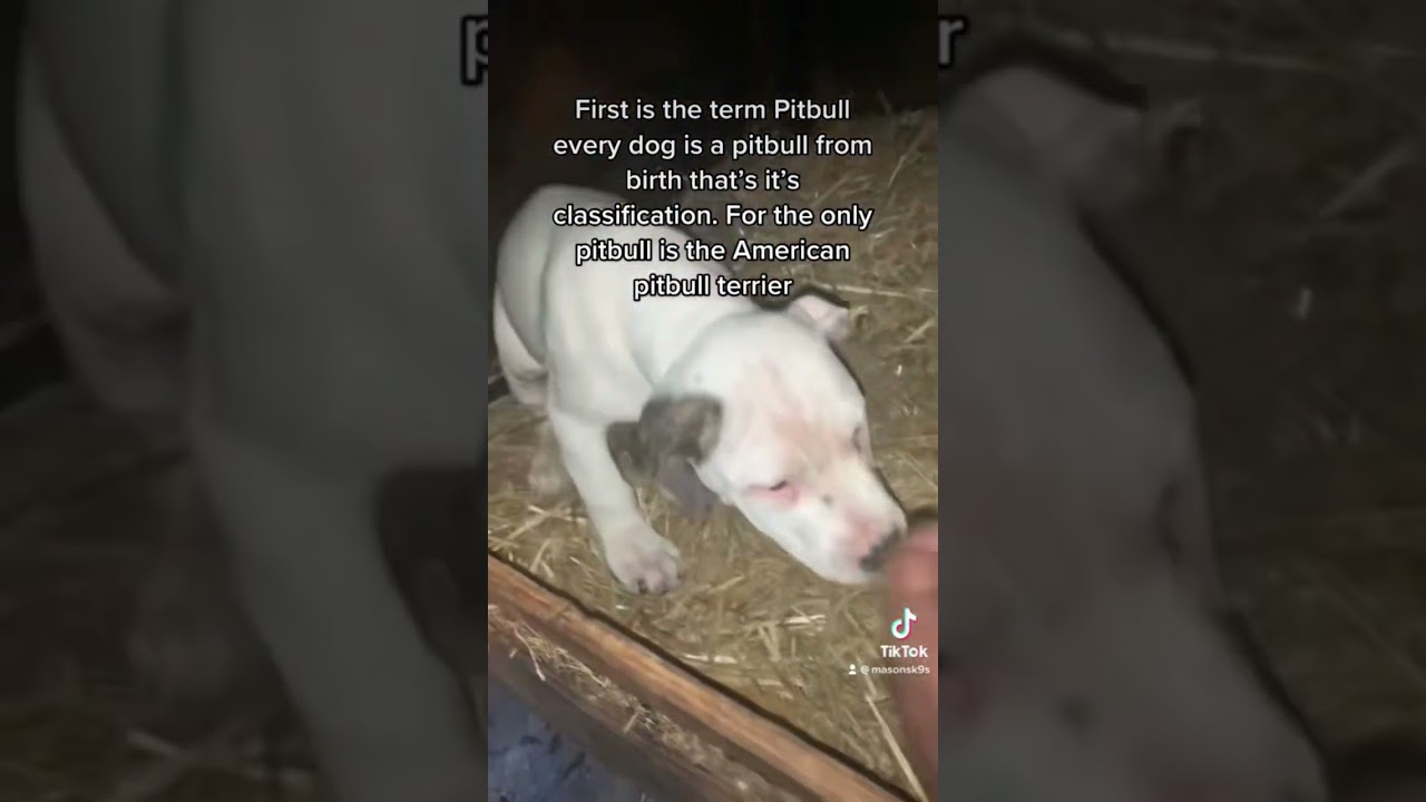 Know your terms 💯💯 #education #adba #pitbulls