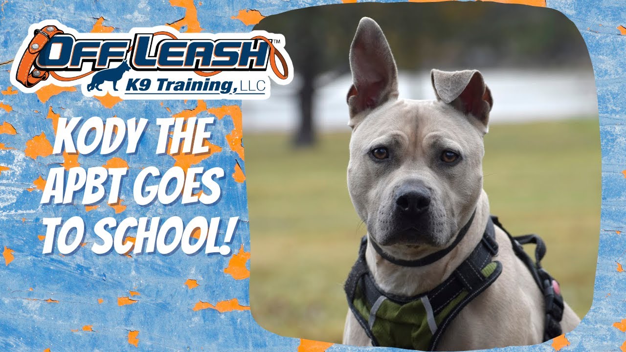 Knoxville Dog Trainers - Kody The APBT Goes To School!