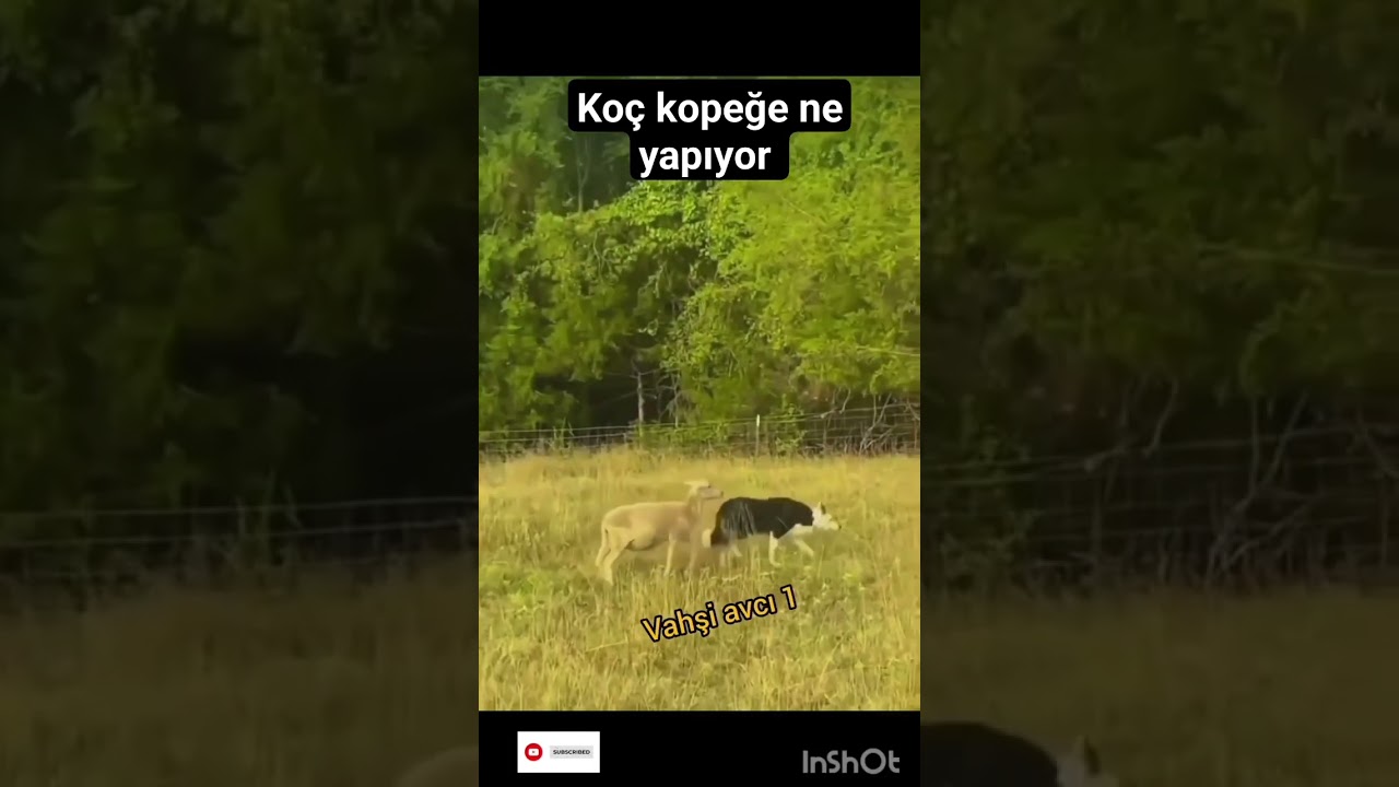 koç köpek çiftleşmesi yavru ne olur #keşfet #dog #kartal #kurt #köpek #ayı #jaguar #a #belgesel #asl