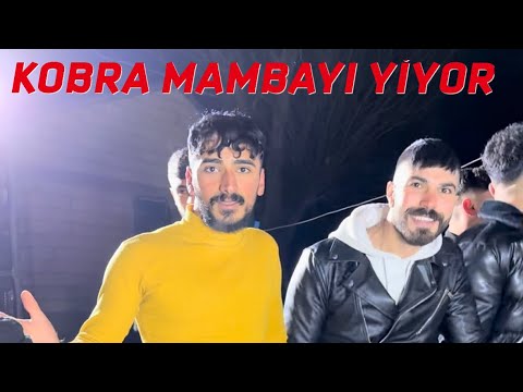 KOBRA İSLAM VS KARA MAMBA KAPIŞMASI