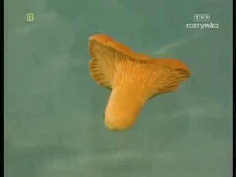 KOC - Kurka wodna (fragment odc. 