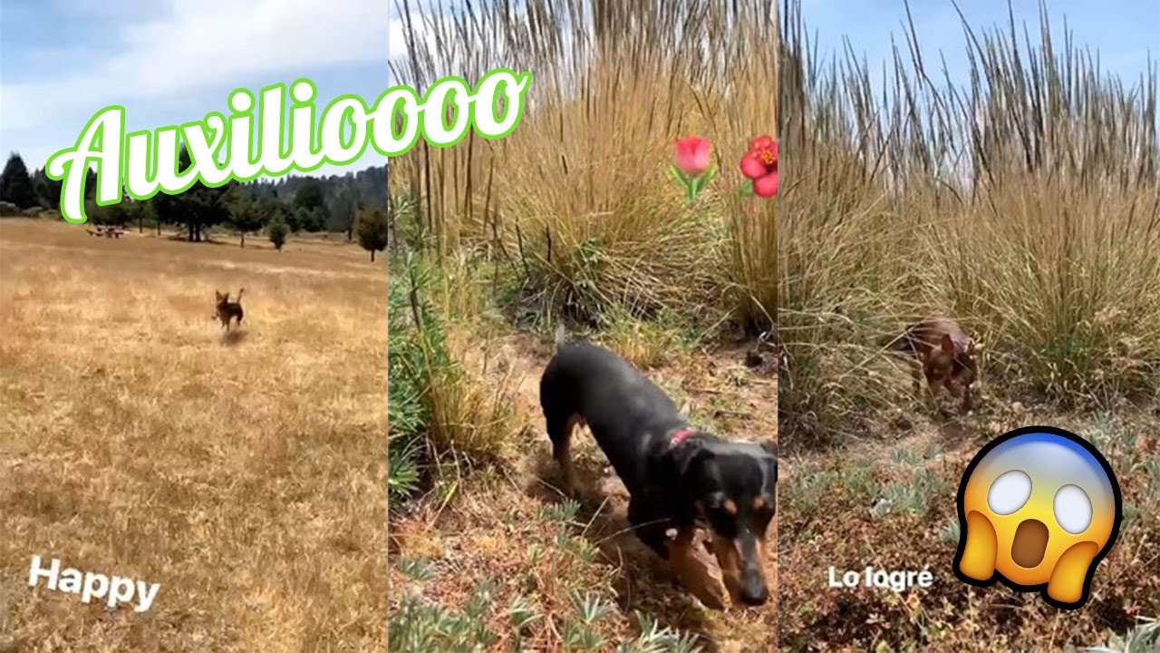 KOCO POLINESIO SE PIERDE EN EL CAMPO 😰
