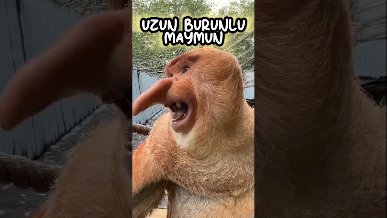 🐵Komik Yüzlü Hayvanlar 🤣