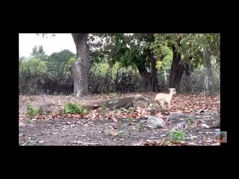 Komodo Dragon vs Baby Goat: Watch the Epic Chase in this Thrilling Video