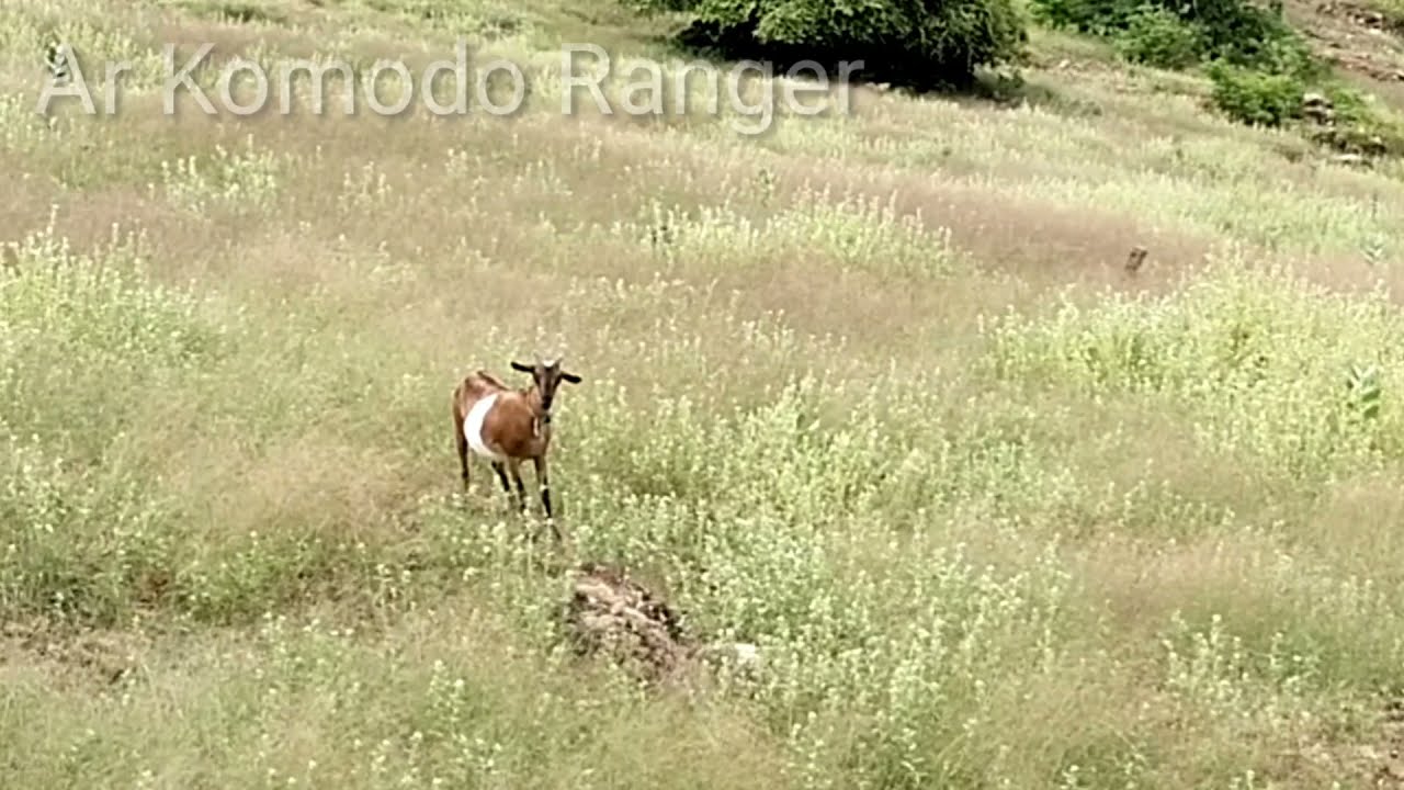 Komodo Pouncing on Citizen Goats