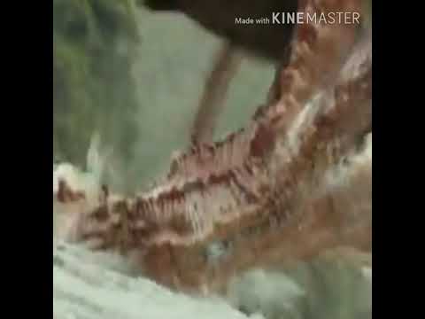 (Kong: Skull Island 2017) The Giant Squid's Roar 🦑 🔊