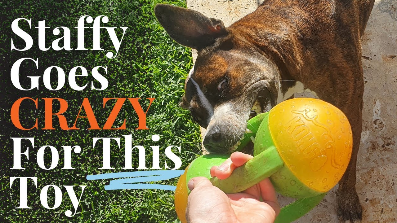 KONG Tri Jumbler Dog Toy Review [2 Years with a Staffy Dog!]