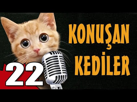 Konuşan Kediler 22 - En Komik Kedi Videoları