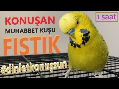 Konuşan Muhabbet Kuşu Fıstık Özel 3 | 1-saat | Kafana takma dinlet konuşsun dinlet çıldırsın