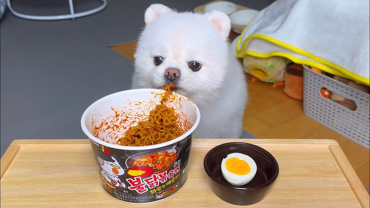 Korean Fire Noodles Mukbang ASMR for Dogs