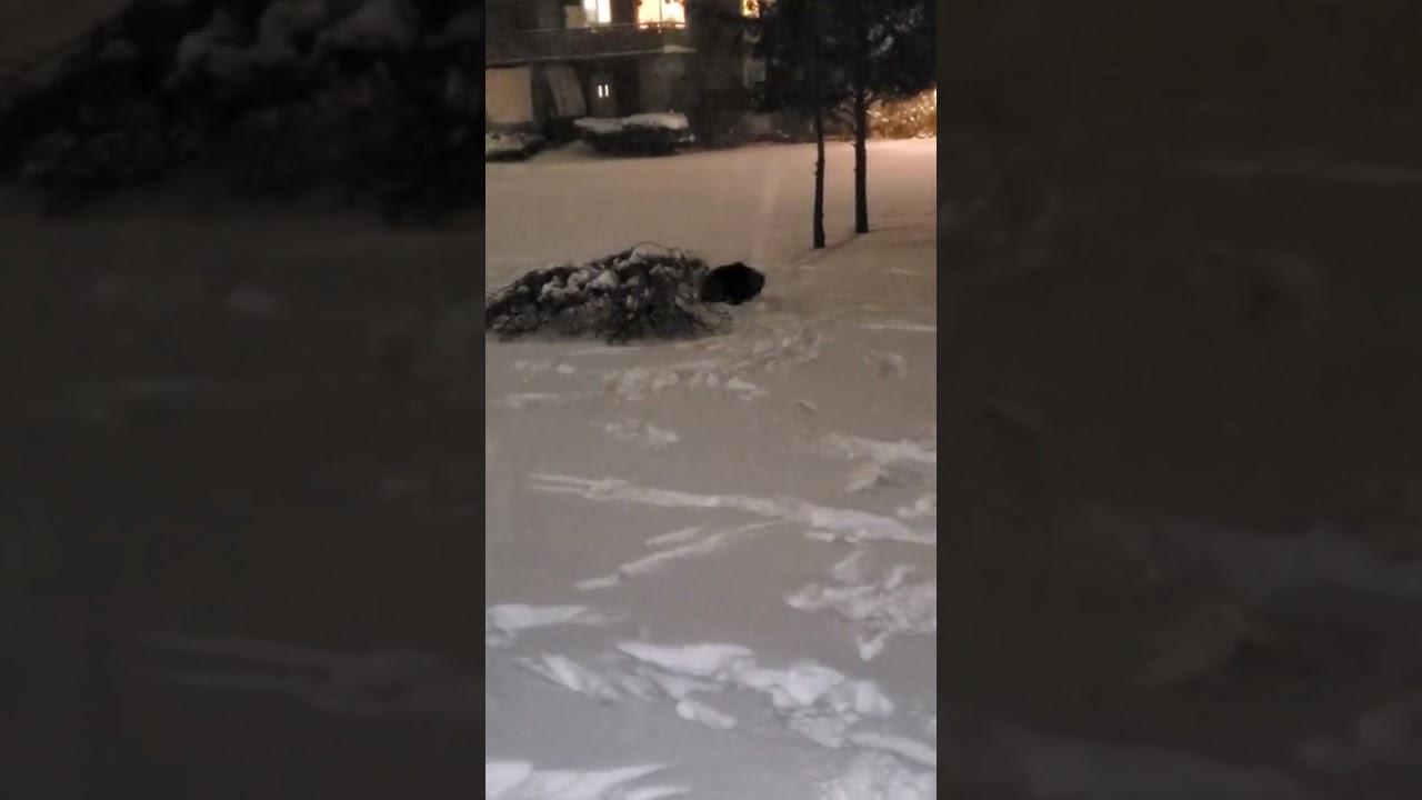 Korra's first snowfall