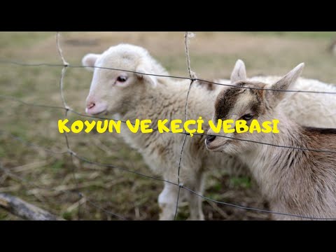 KOYUN VE KEÇİ VEBASI-PESTE DES PETİTS RUMİNANTS