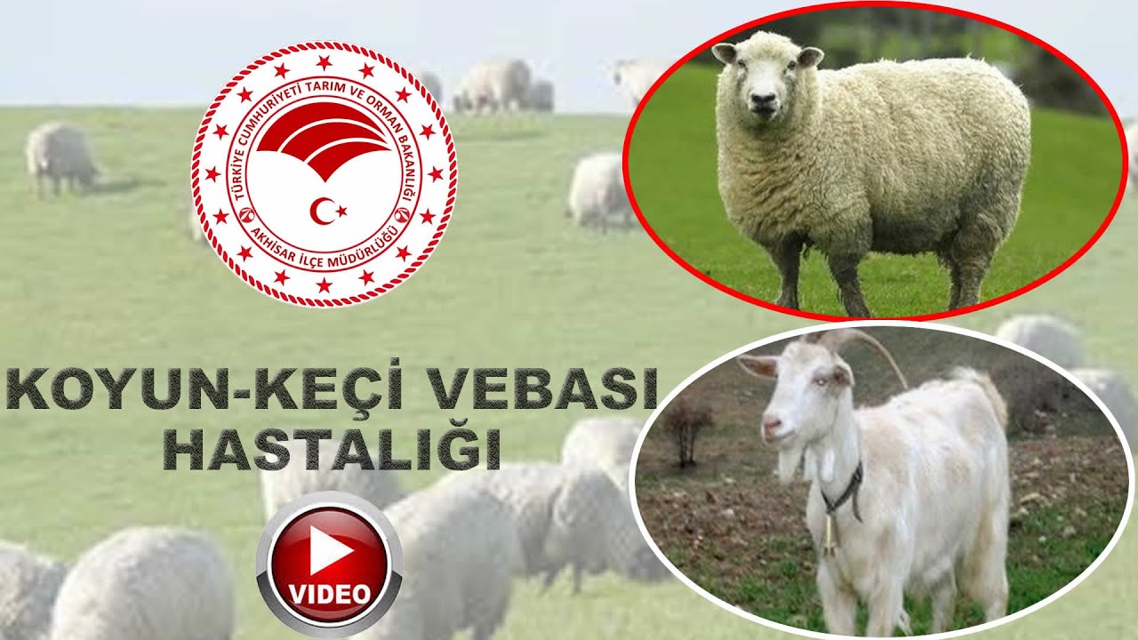 Koyun-Keçi Vebası Hastalığı
