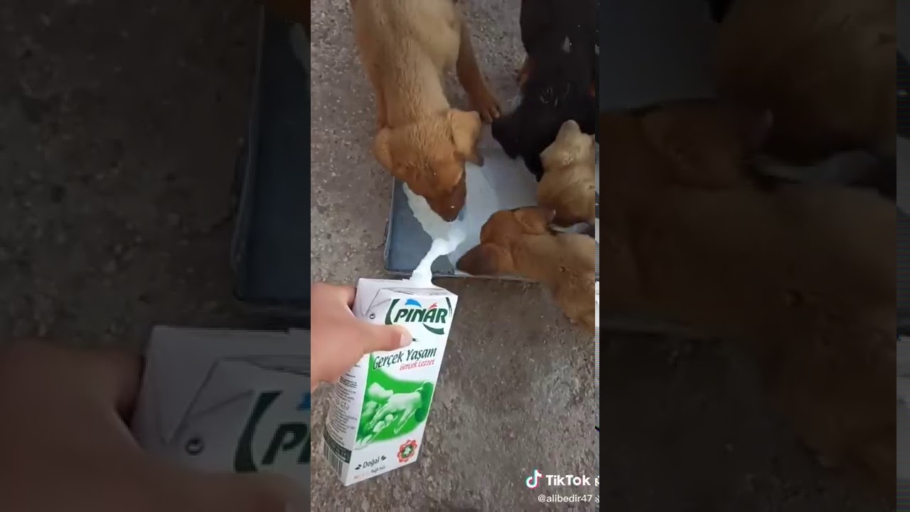 Köpeğin kafasına süt döken adam
