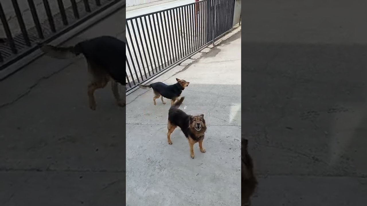 köpek havlama sesi