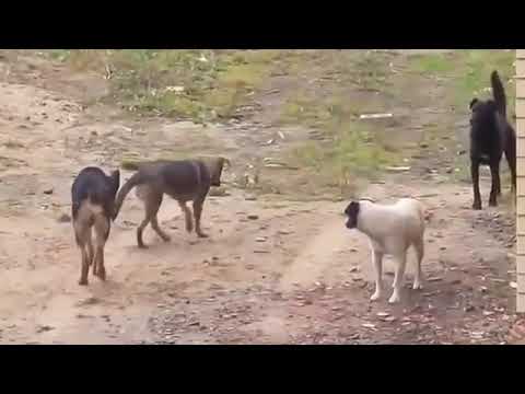 Köpek kavgaları dog