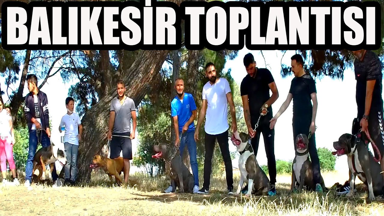 KÖPEK TOPLANTISI BALIKESİR PİTBULL AMERİCANBULLY STAF REDNOSE BLUENOSE EĞİTİMLİ EVLATLAR