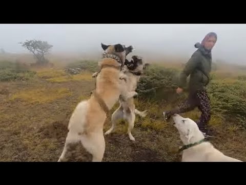 KÖPEKLER KAVGA EDERKEN BENİDE ISIRDILAR DİZİM KÖTÜ..