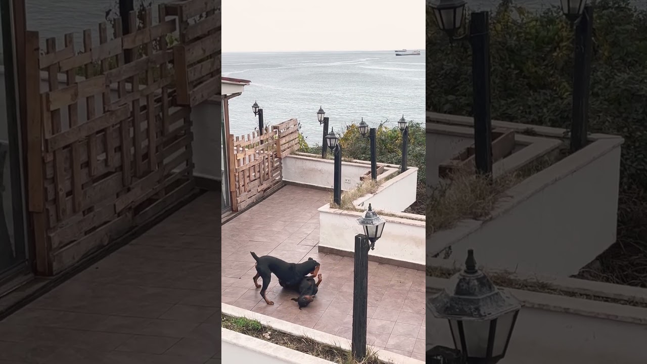 Köpeklerim sevişti  🖤💉🤫 #keşfet #doberman #love #shortvideo #short #youtubeshorts #like #comment