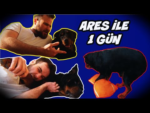 KÖPEĞİM İLE 1 GÜN GEÇİRDİM - Dertleştik, Isırdım, Yastıkla Sevişti !