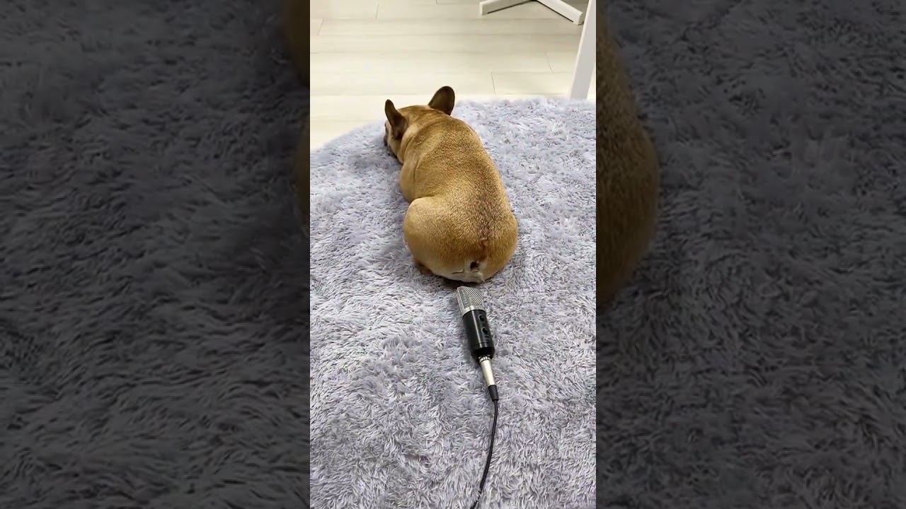 KÖPEĞİN OSURUK ŞOVU OH MY GOD 🐶🐶😂