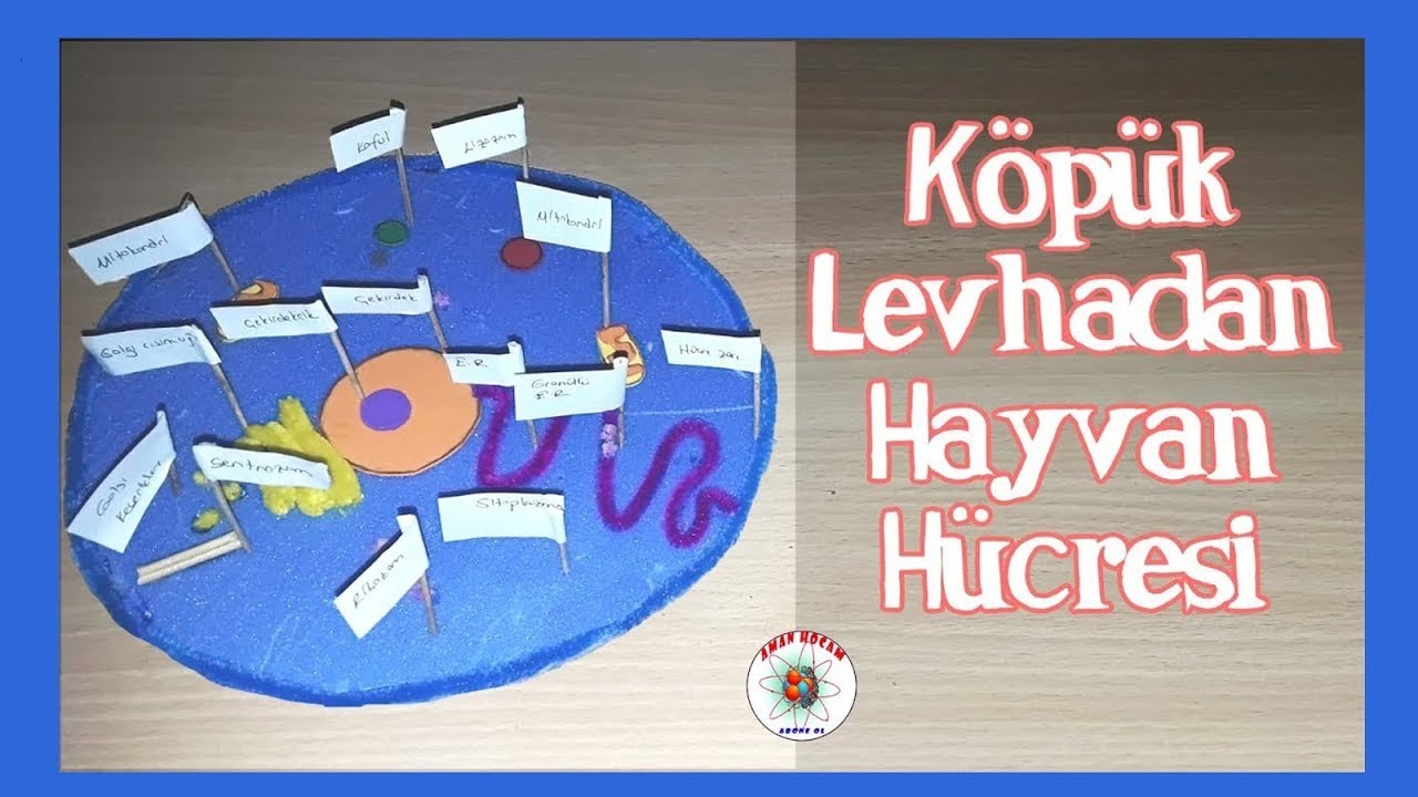 Köpük Levhadan Hayvan Hücresi Modeli 2D| Animal Cell Model Using Foam Board 2D