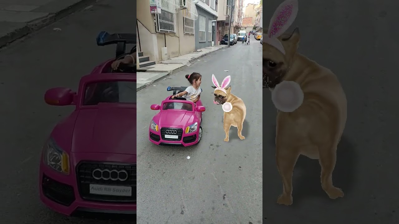 köpusle  araba suruyoz #müzik #tiktok #dans #şarkı #köpek