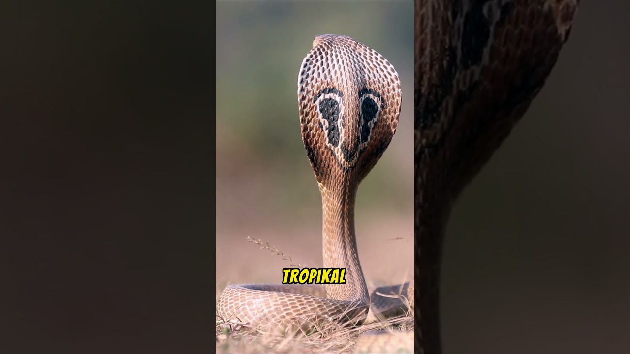 Kral Kobra Yılanı