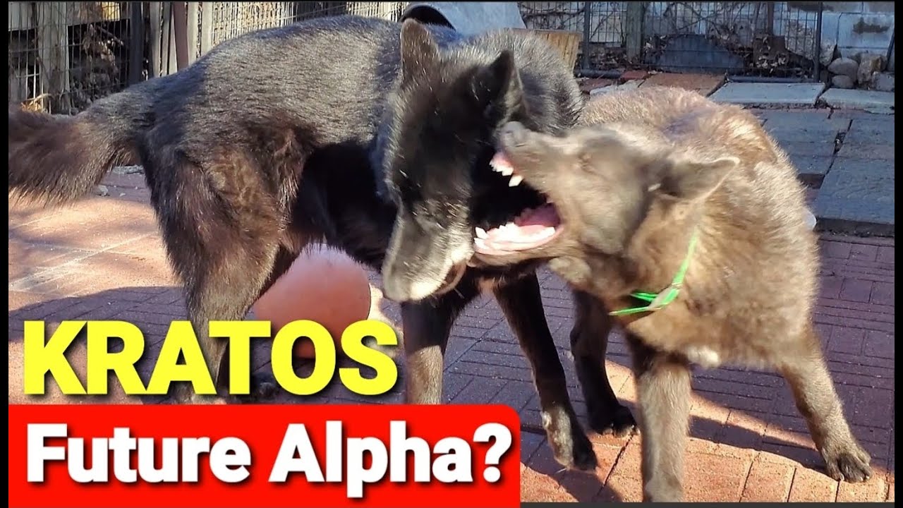 KRATOS - Future Alpha? GIANT Lycan Shepherd at 6 Months
