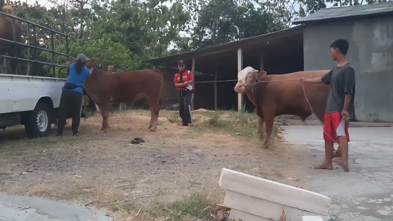 krishna bull Red Notice Running from Bull krycie koni zimno bangladesh Aishwarya rai Girl cow