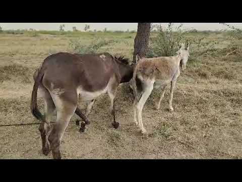 krycie koni zimnokrwistych skolskish sokol donkey 4 July 2023