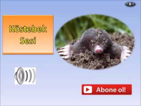 Köstebek Sesi