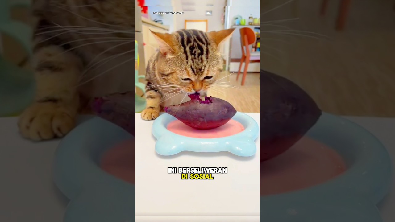Kucing Gembul Nakal Suka Minta Makanan Majikannya🐱😊