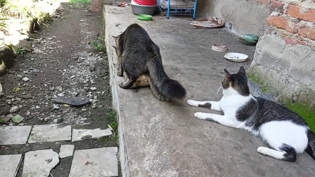Kucing kawin menunggu giliran