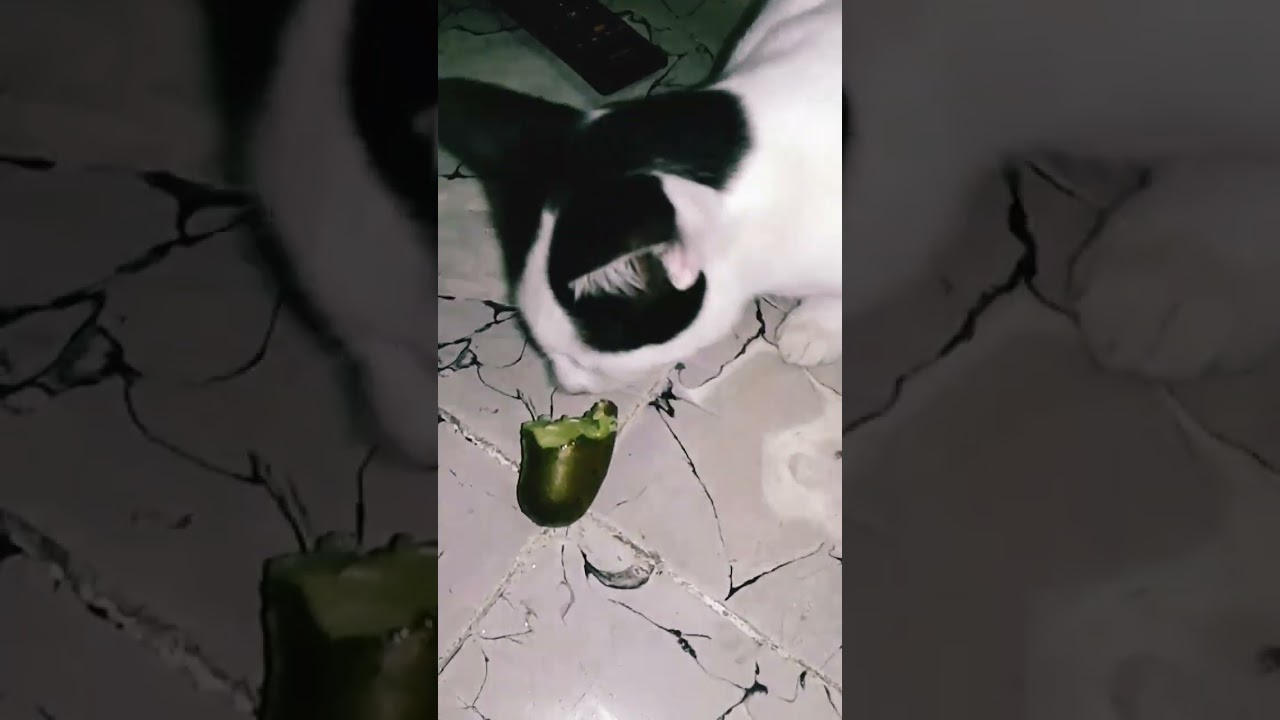 kucing makan timun