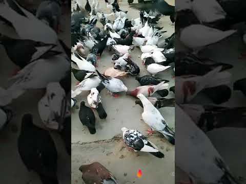 KUŞCU KAZIM ABİNİN KUŞLARI MAŞALLAH