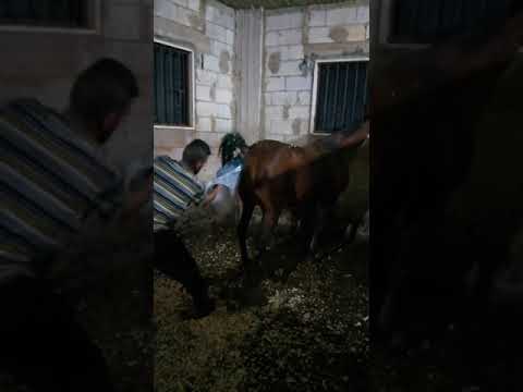 kuda melahirkan - lovely horse giving birth....masyaallah🐎😙