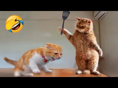 KULGILI MUSHUKLAR VA ITLAR🐱🐶 2023 YILDAGI | ENG SARALARI | OBUNA BO'LING