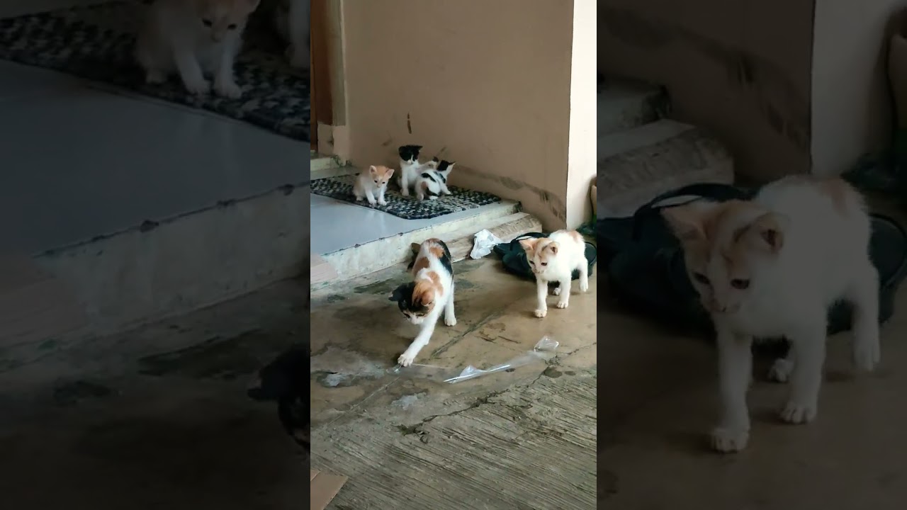 kumpulan bocil bogel di sore ini🤣🤣🤣