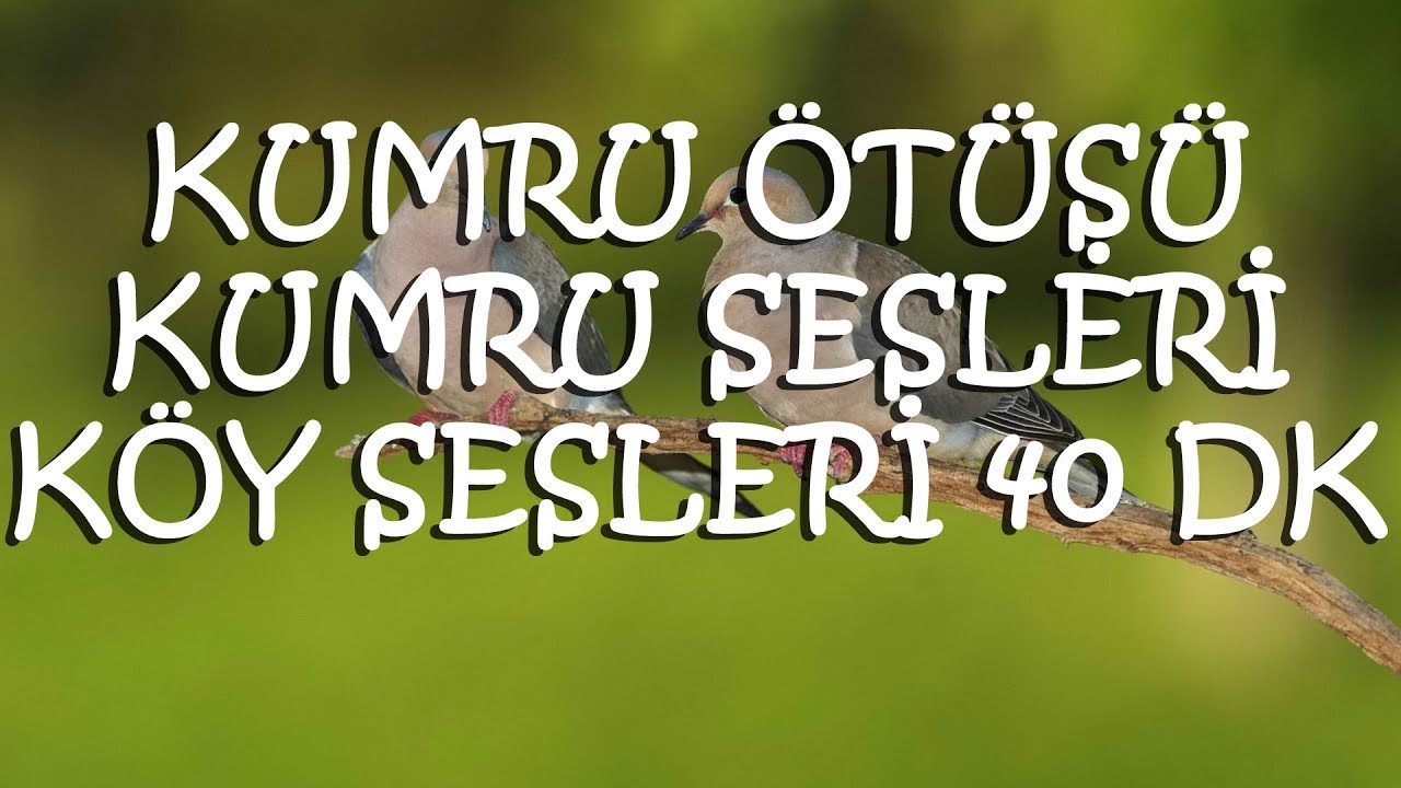 Kumru Kuşu Ötüşü, Kumru Sesi, Yusufçuk Kuşu Sesi, Kuş Sesleri, Turtle Dove Sound, Birds Sounds