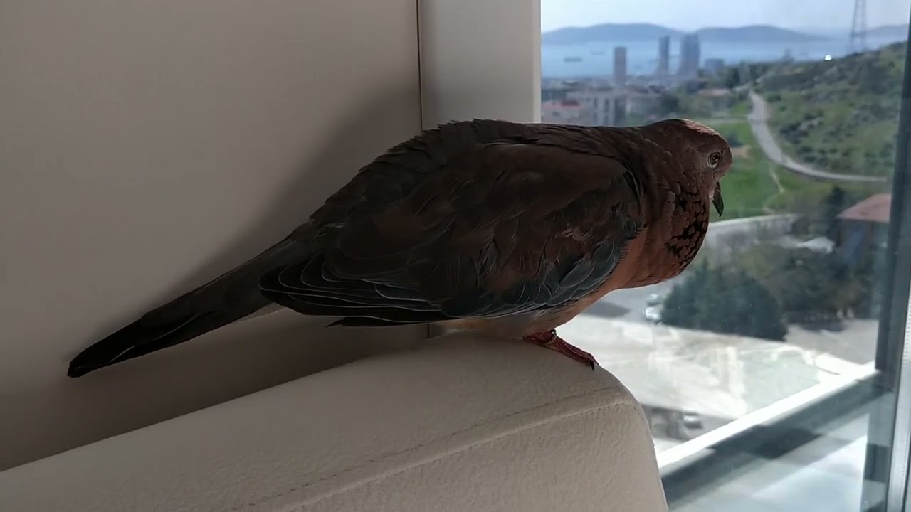 kumru kuşu viyik camdan arkadaş çağırıyor