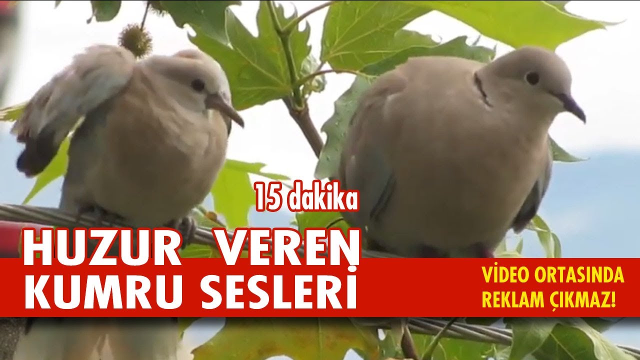 KUMRU SESİ | KUMRU KUŞU ÖTÜŞÜ | ŞEHİRDE KUMRU SESİ | HUZUR VEREN KUŞ SESLERİ