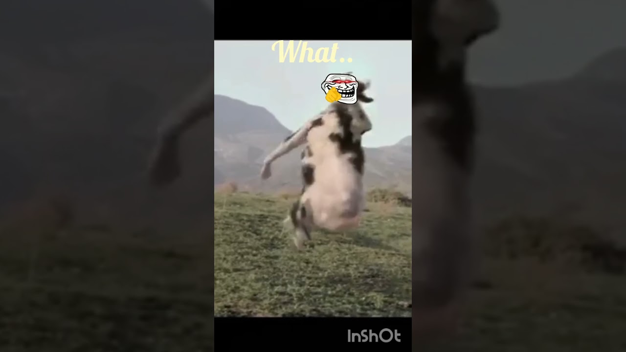 Kung-fu cow on the way #edit #video #viralvideo #trend #troll #trollface #bodybuilding #funny