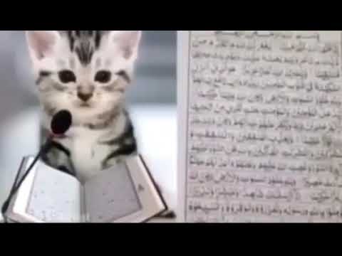 kuran okuyan kedi