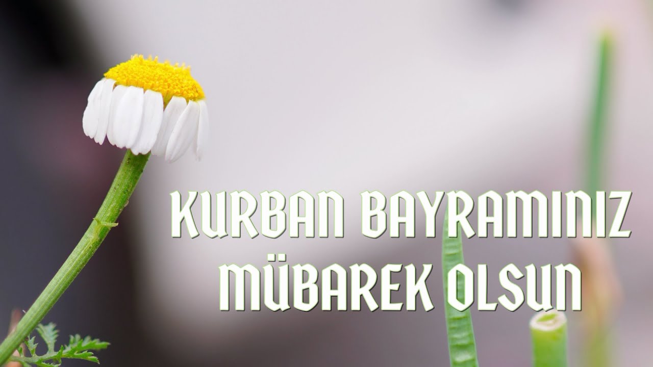 KURBAN BAYRAMI MESAJLARI 2023 - EN GÜZEL RESİMLİ KURBAN BAYRAMI MESAJLARI