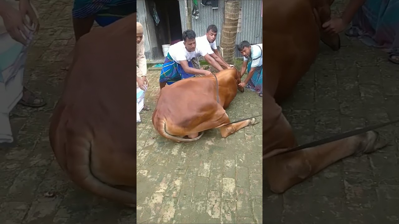 kurbani Guru 😭😭😭 qurbani Mubarak #cow #tiktok #shortsfeed #shorts #viral #voice #islam #ytshorts
