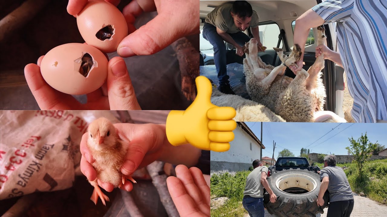 KURBANLAR GİDİYOR.CİVCİV NEFESİ..BAYRAM ÖNCESİ CİLE !!!