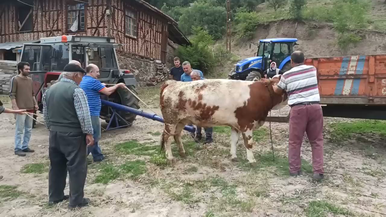KURBANLIK İNEK NASIL YATIRILIR BAĞLANIR