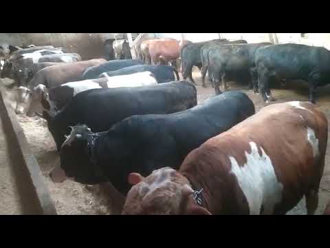 KURBANLIK SATISLARIMIZ BAŞLAMISTIR ANKARA YAKACIK MESİRE ALANI  YANI SDAT AYDOĞAN TEL 0546 466 56 28