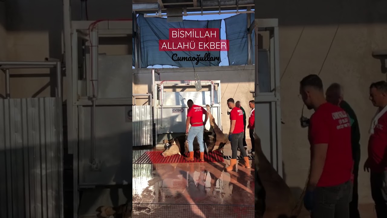 Kurbanlık Kesim Organizasyonu 2022  #kurban #cumaoğulları #ereğlikurban #ereğli